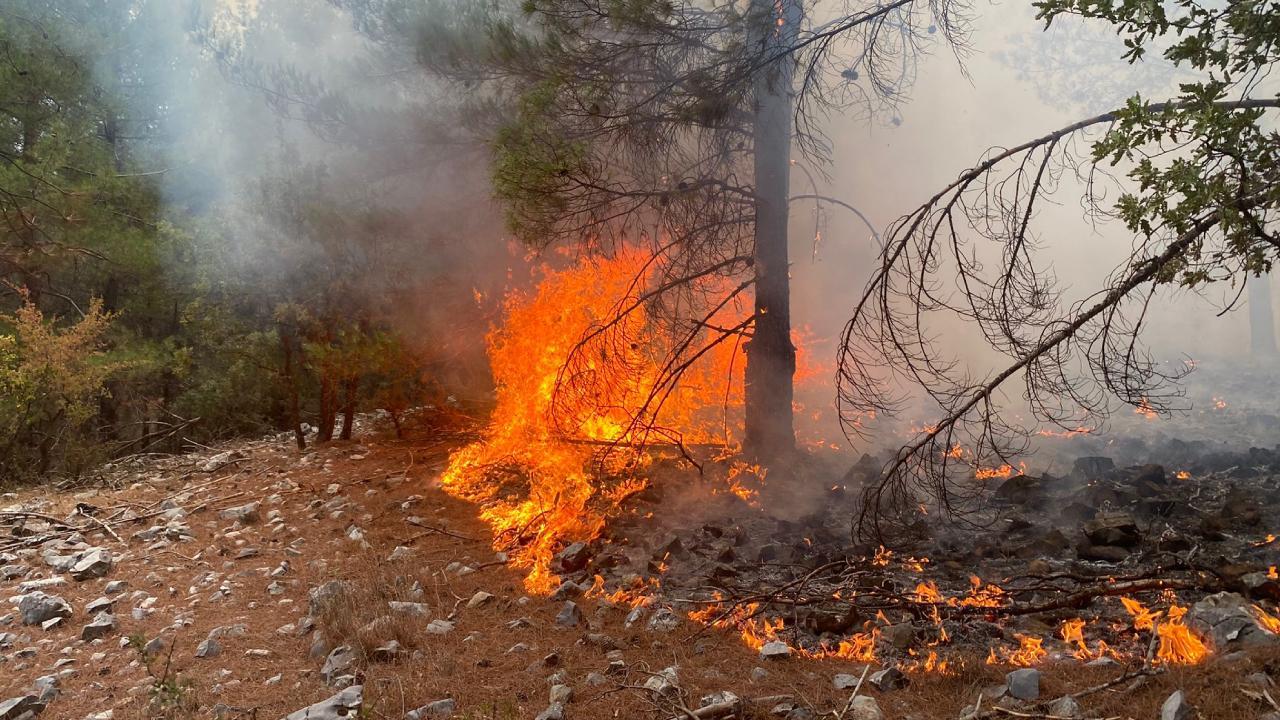 MUĞLA'DA ORMAN YANGINI