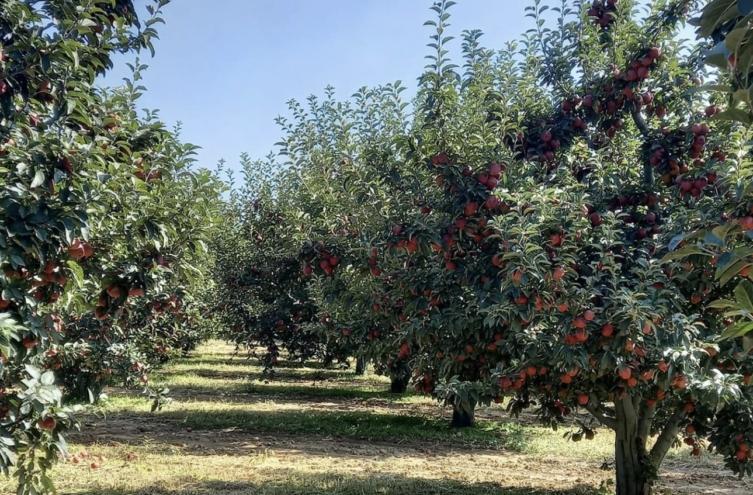 Türkiye’nin elma üretiminin dört biri Isparta’dan