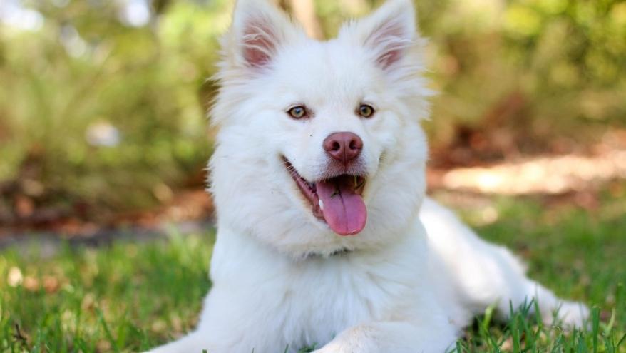 GÜNEY KORE’DE KÖPEK ETİ YEMEK YASAKLANDI