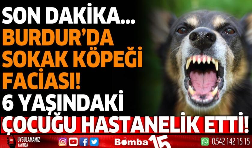 SOKAK KÖPEĞİ FACİASI…