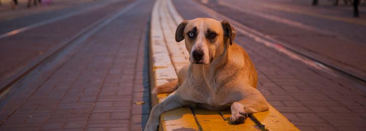 Başıboş köpek kanun teklifinin ilk 3 maddesi kabul edildi